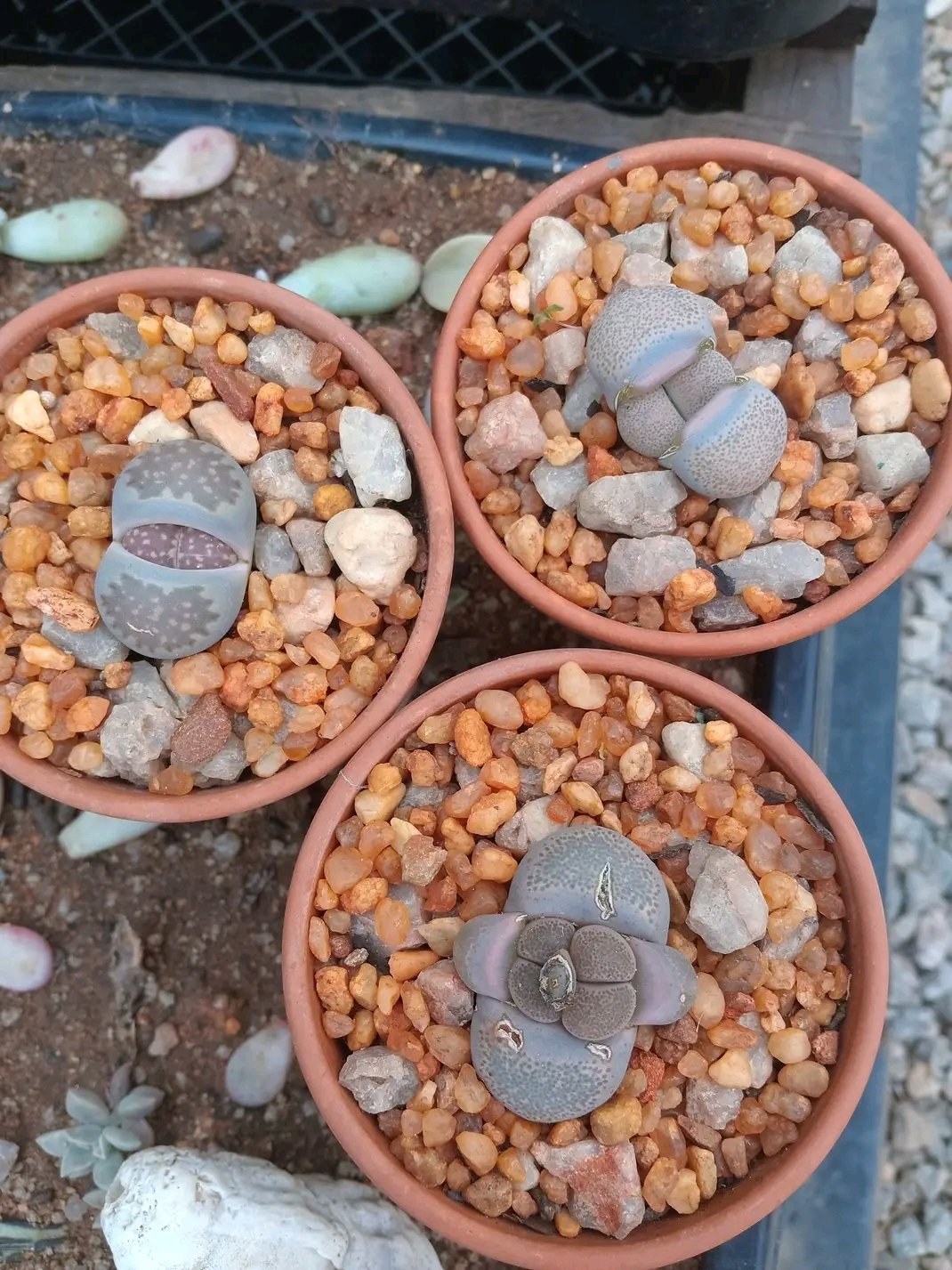 Three terracotta pots containing lithops succulents on rocky soil with white pebbles