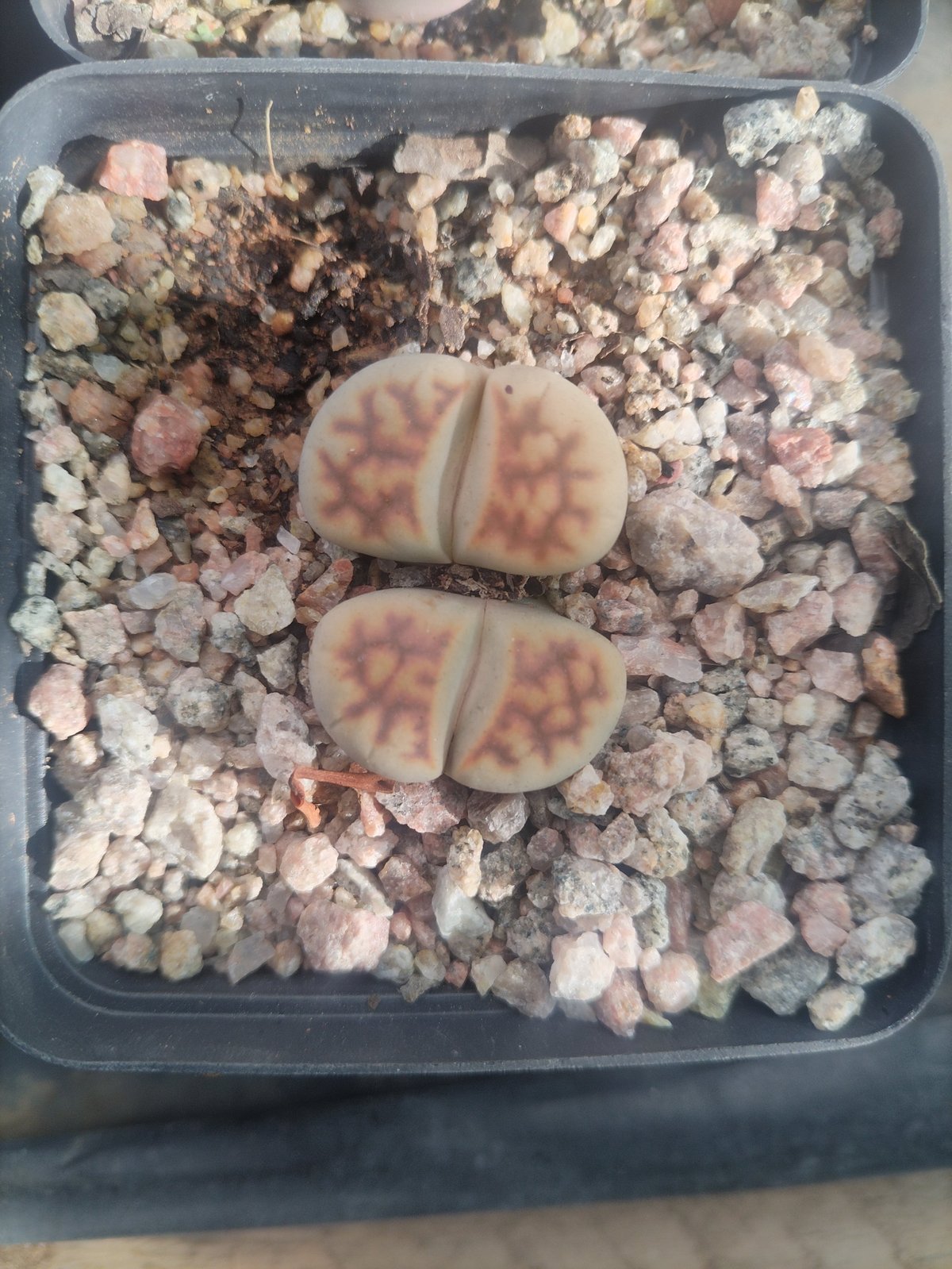Two living stone succulents with pale pink and red patterning in a pot filled with rocky substrate