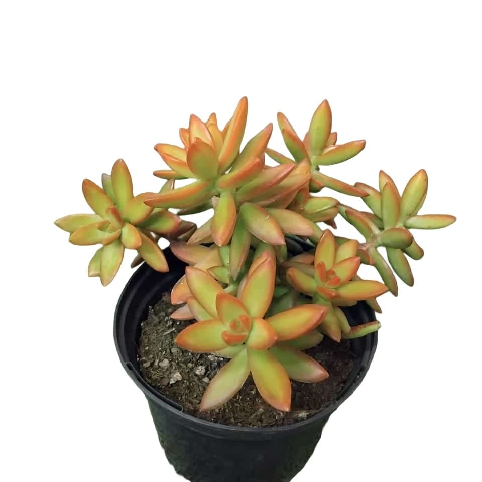 Succulent plant with yellow-green and orange rosette-shaped leaves in a black pot