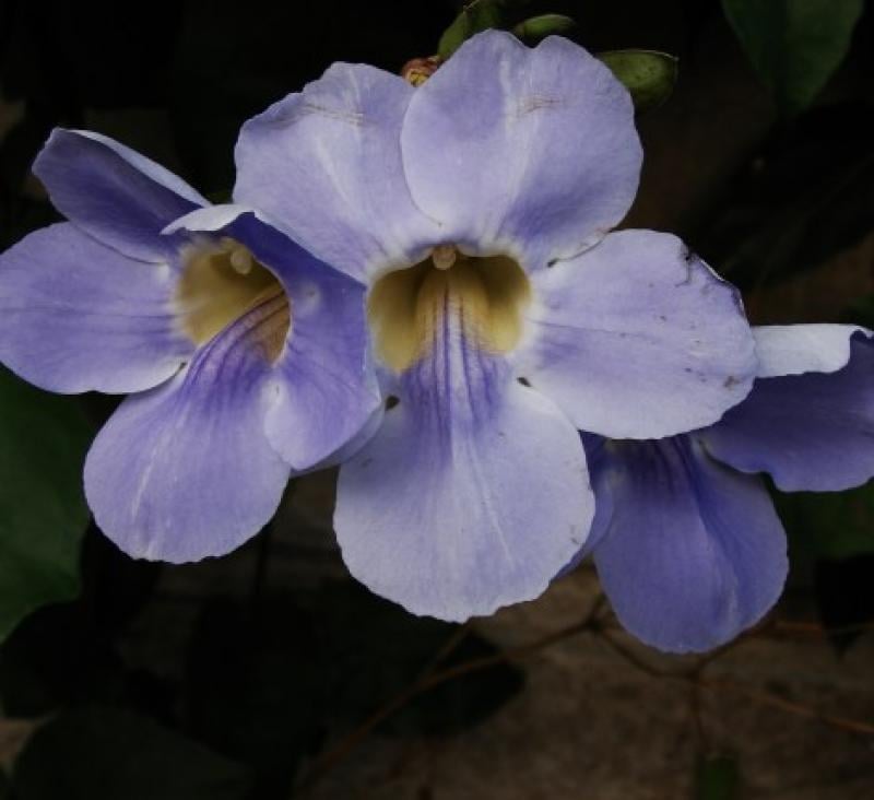 Close-up of pale purple and white orchid flowers with yellow-gold centers against dark green foliage and black background