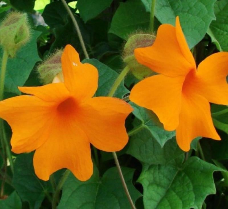 Two bright orange trumpet flowers with star-shaped petals and red centers, surrounded by green foliage