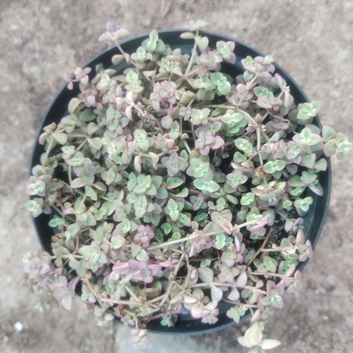 Overhead view of succulent plant with pale green and purple-tinged leaves in a black plastic pot