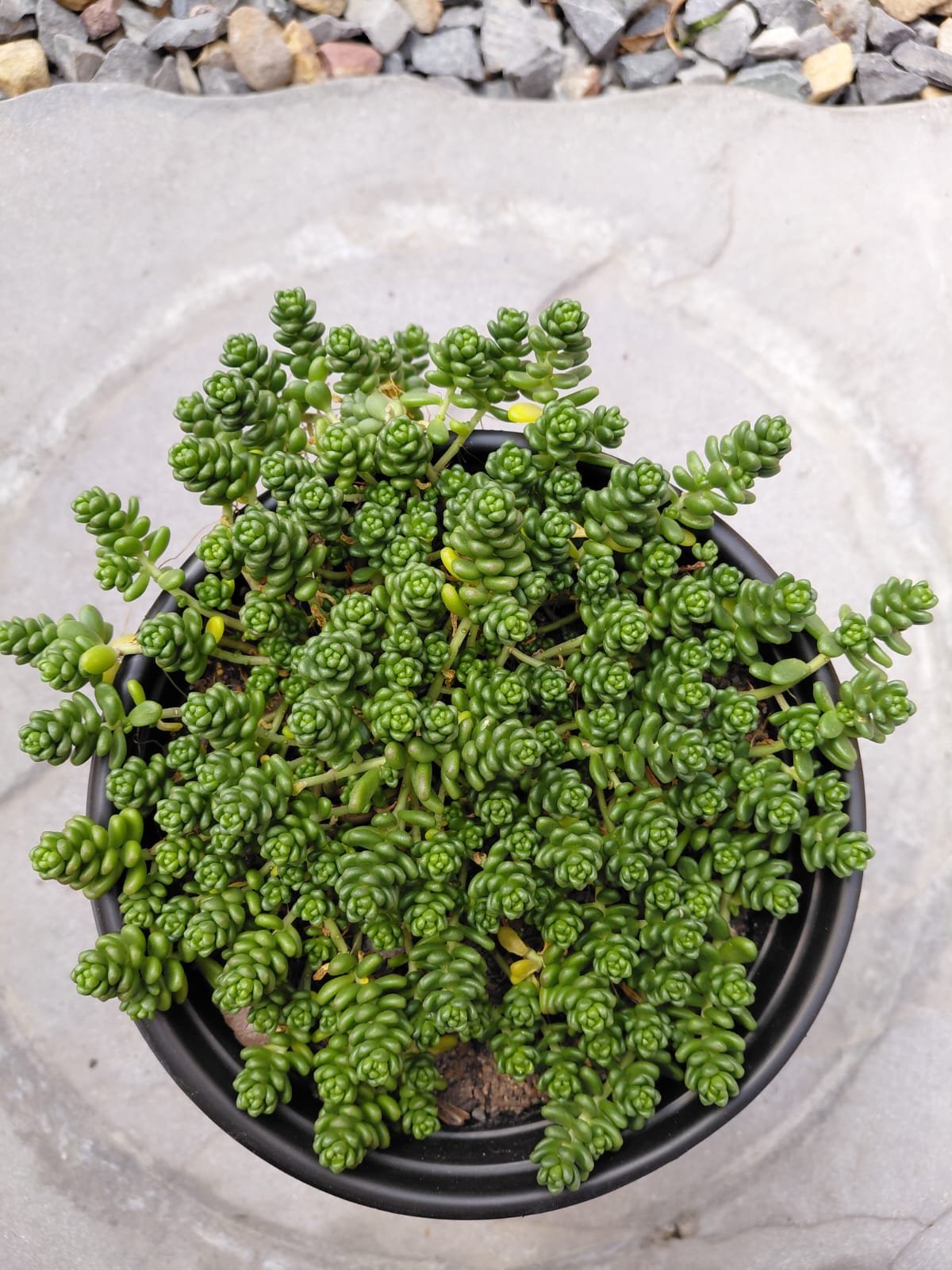 Dense cluster of bright green succulent plants in a black pot on concrete, with gravel visible at top of image