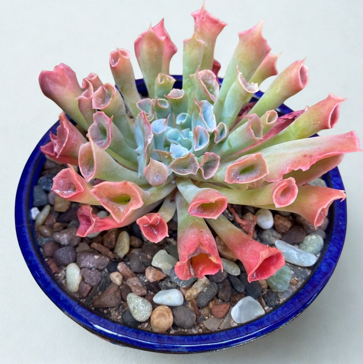 Pink and green succulent plant with tubular flowers in a blue pot filled with pebbles and soil