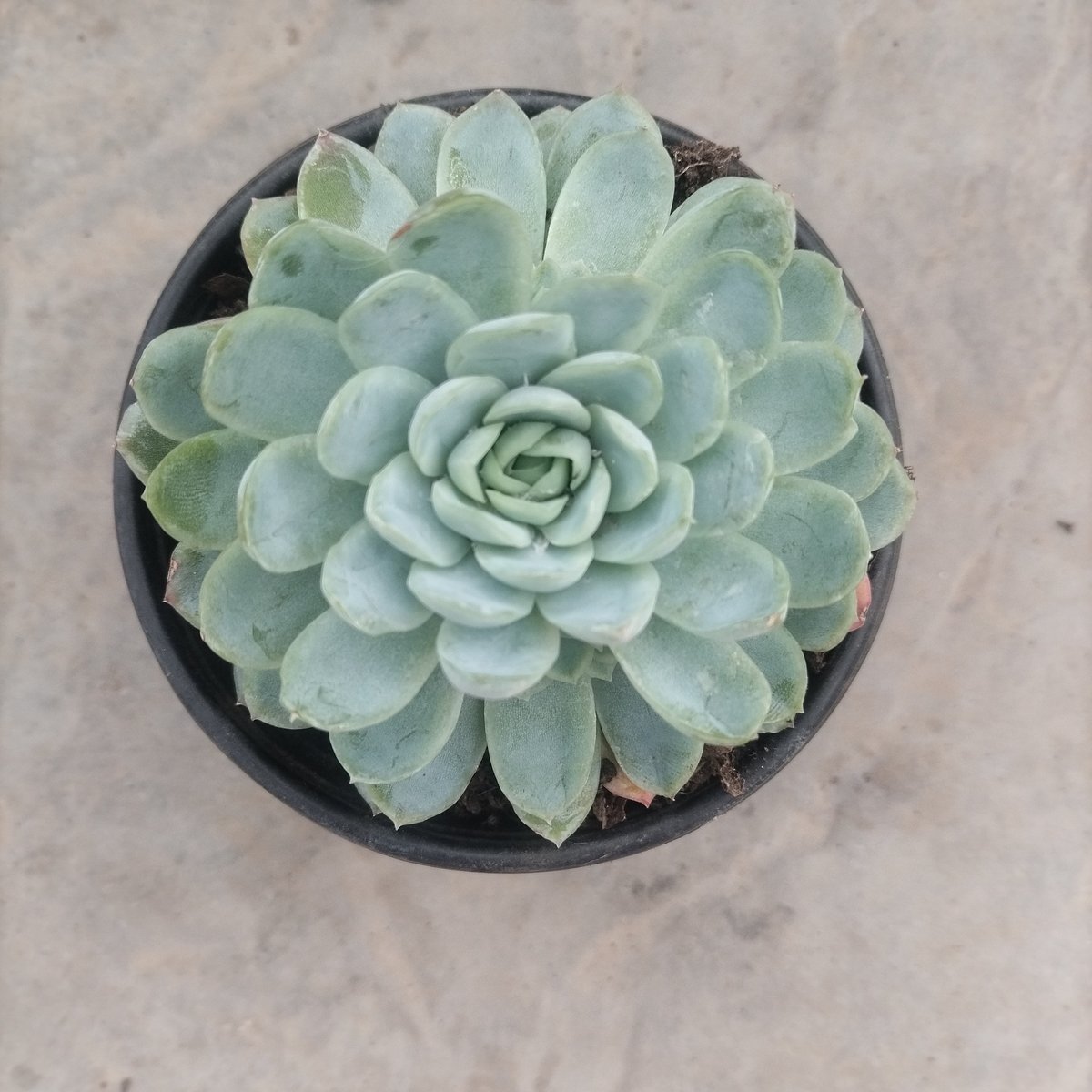 Overhead view of a pale green succulent plant in a black pot on a concrete surface