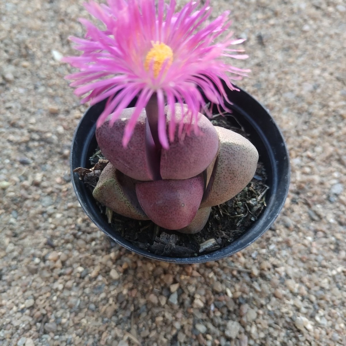Pink flowering cactus in black pot with bright magenta blooms and yellow center on sandy ground