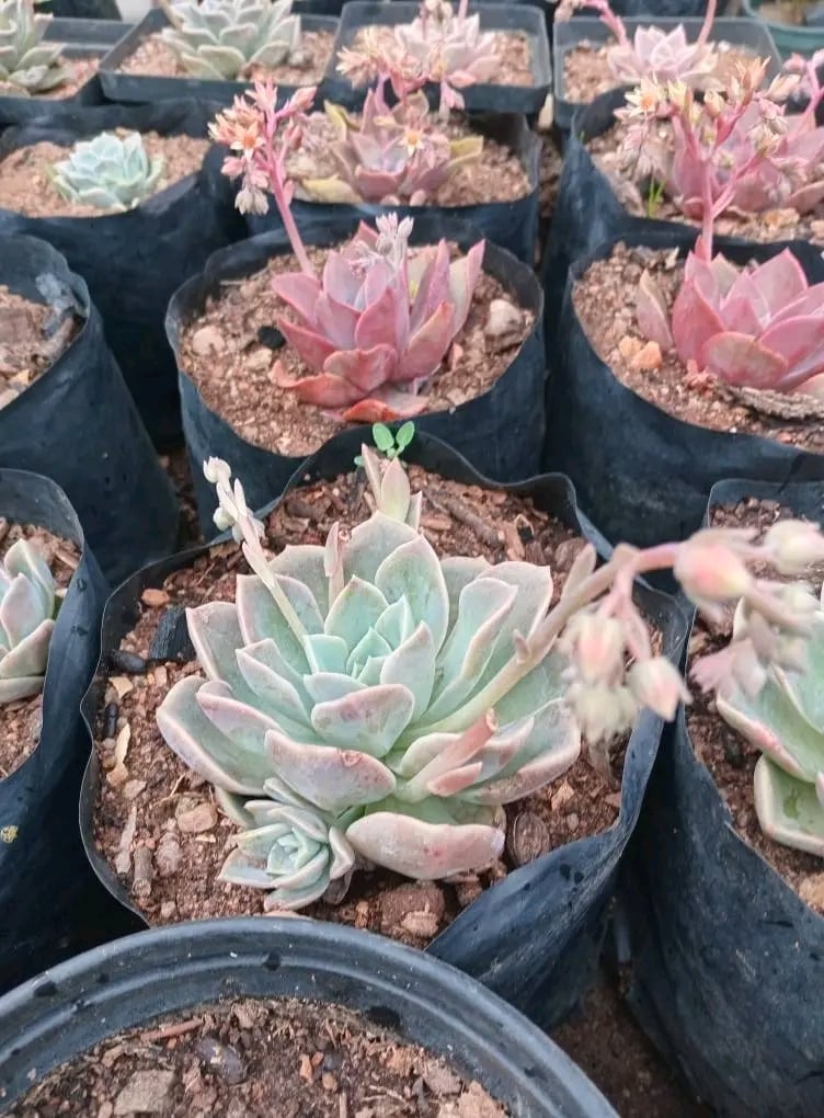 Multiple succulent plants in black pots with sandy soil, displaying various rosette formations in shades of green, pink, and purple