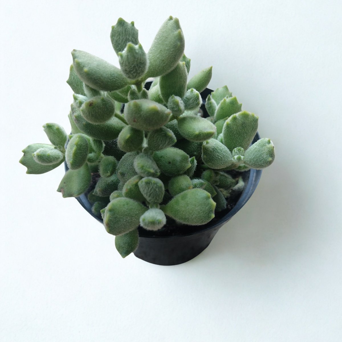 Potted fuzzy green succulent plant with oval-shaped leaves in a small black pot, viewed from above on white background