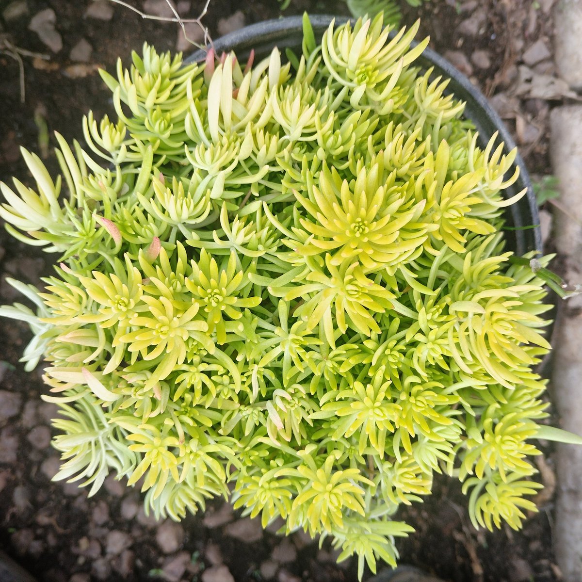 Cluster of bright yellow-green delicate flowers with needle-like petals on green foliage