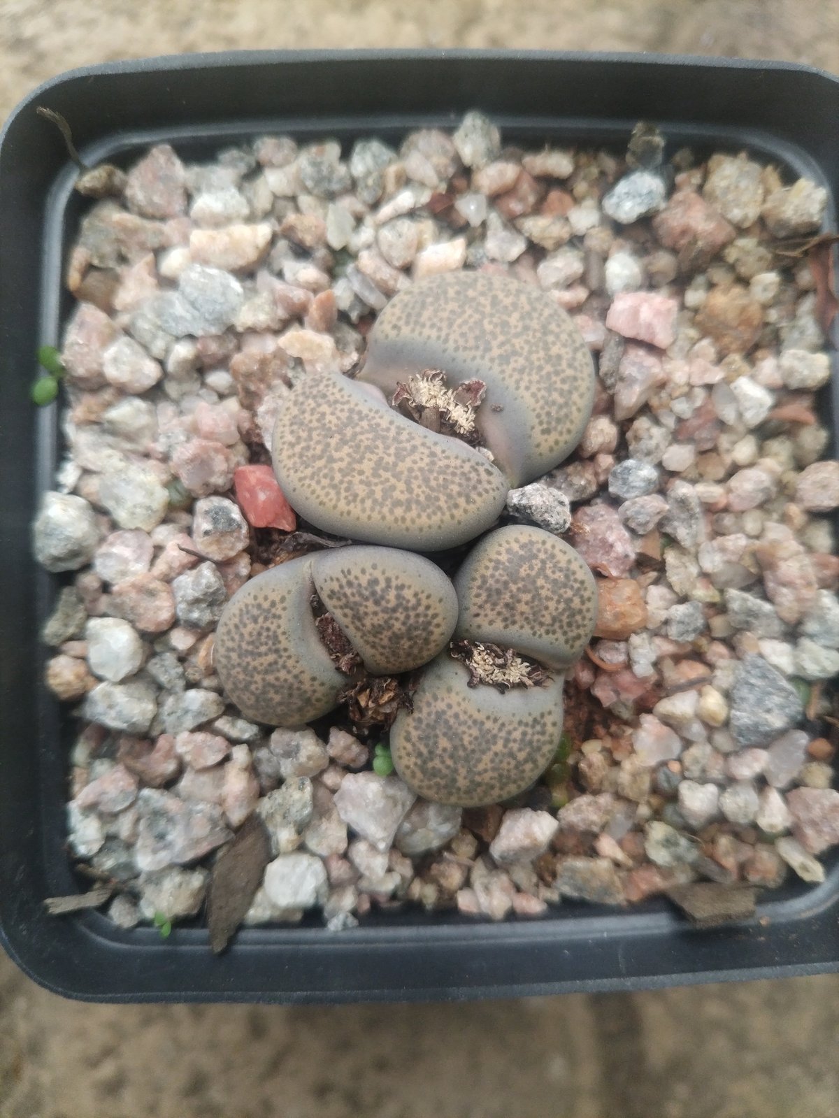 Lithops succulent plants with dome-shaped bodies in a black pot filled with pebble soil