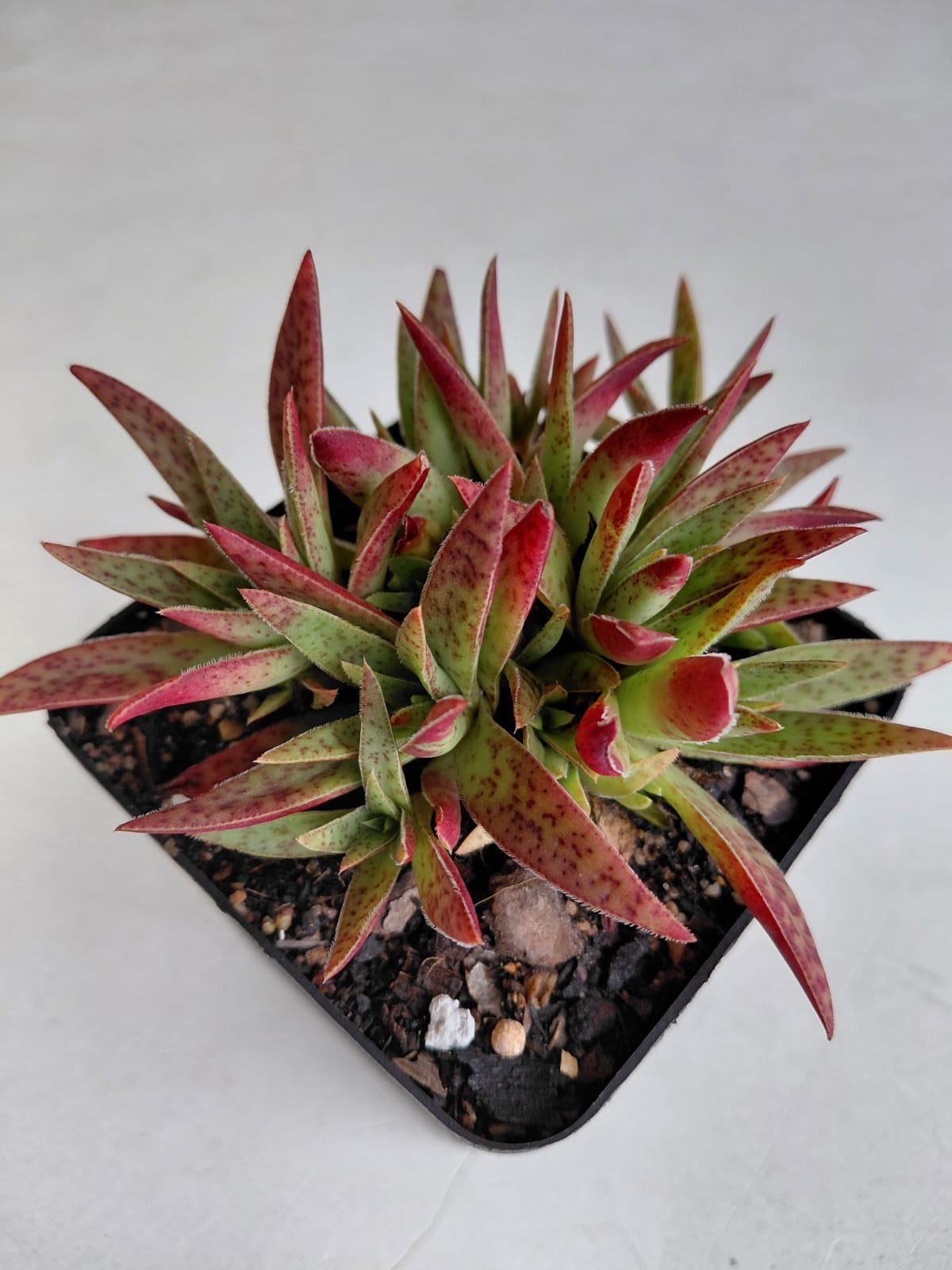 Potted succulent plant with red and green variegated leaves in a black container against white background