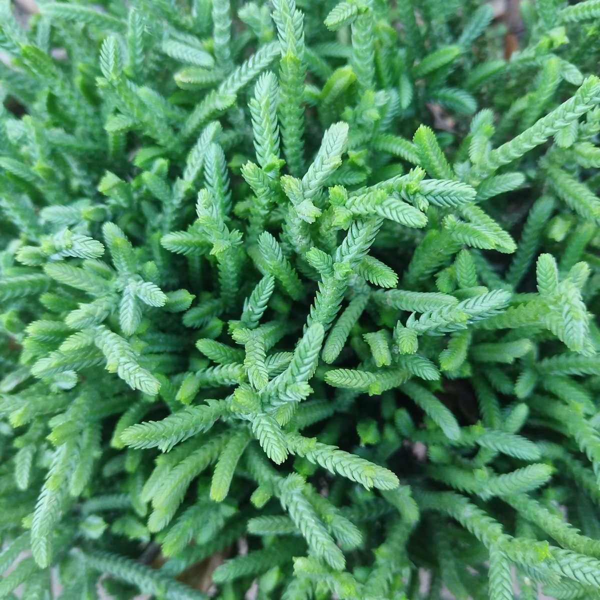 Close-up of soft, feathery green foliage with fine needle-like leaves densely clustered together