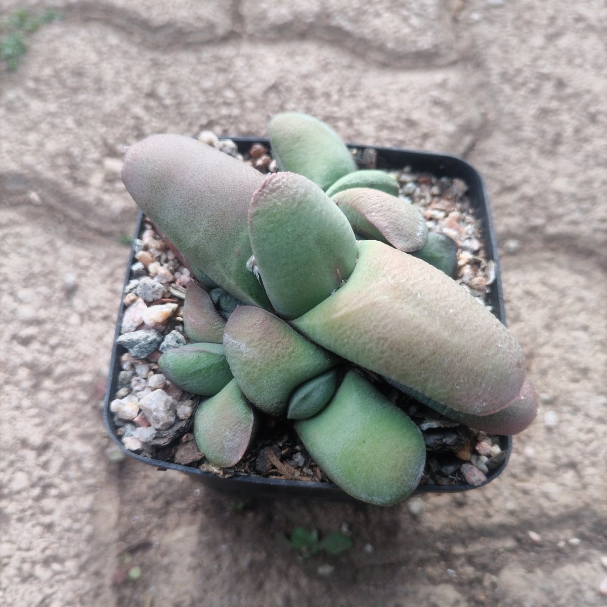 Potted succulents with cylindrical pale green leaves arranged in a small black container filled with sand and pebbles