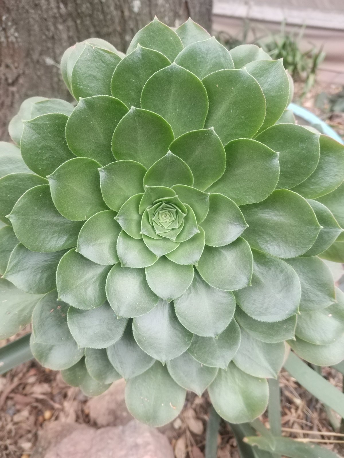 Close-up of a pale green succulent plant with tightly layered petals forming a perfect rosette pattern