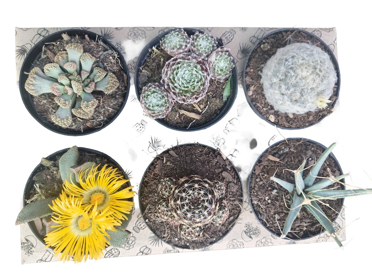 Six potted succulents and cacti plants arranged in a grid, including one with yellow flowers, displayed from above.