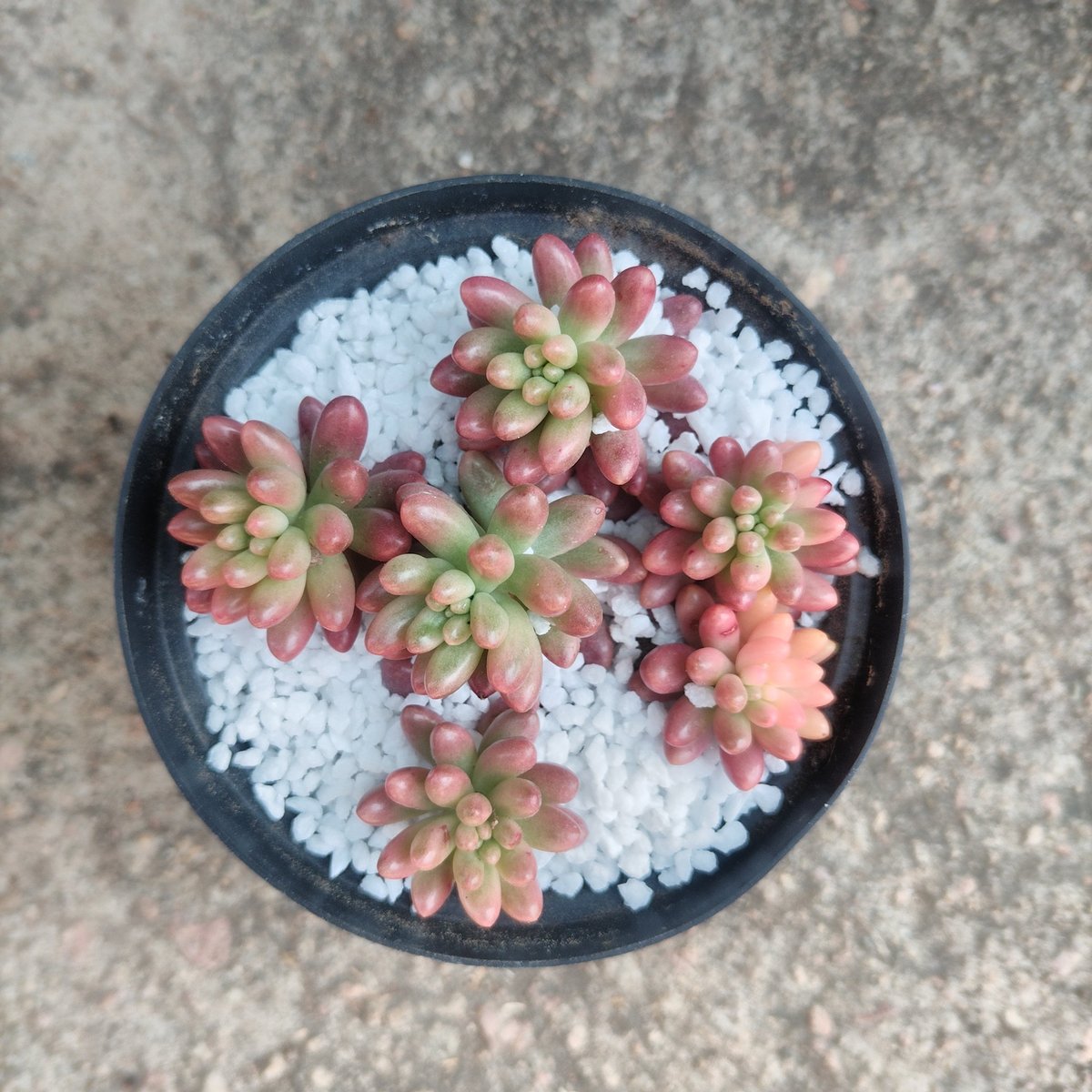 Potted succulents with red and green rosette leaves arranged on white pebbles in a black circular pot