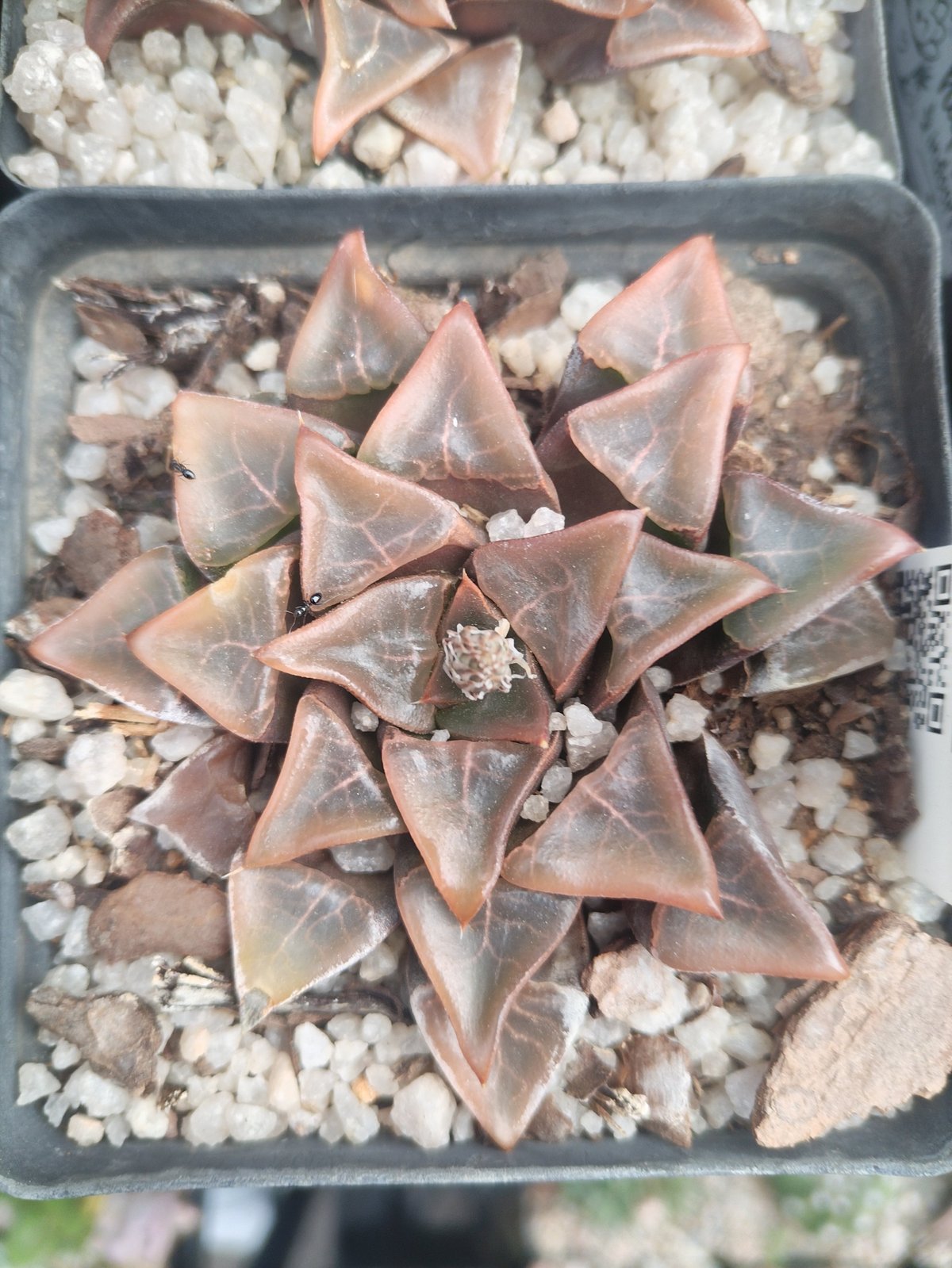 Cluster of reddish-brown succulent plants with pointed leaves arranged in geometric patterns, planted in white pebbled soil in a gray container