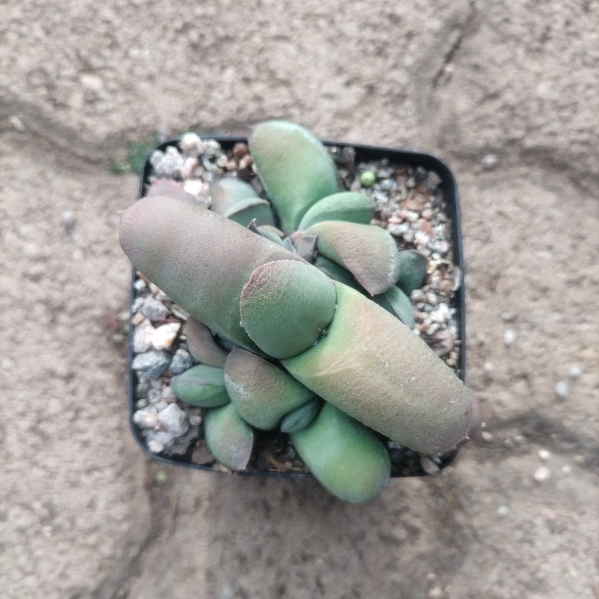 Small potted succulents with green and pale fleshy leaves arranged in a black square container on sandy ground