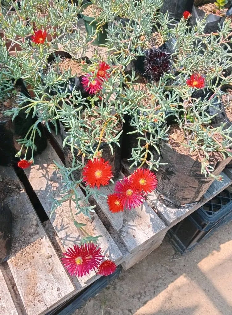 Potted gazanias with bright red and pink flowers blooming among green foliage in a garden nursery display
