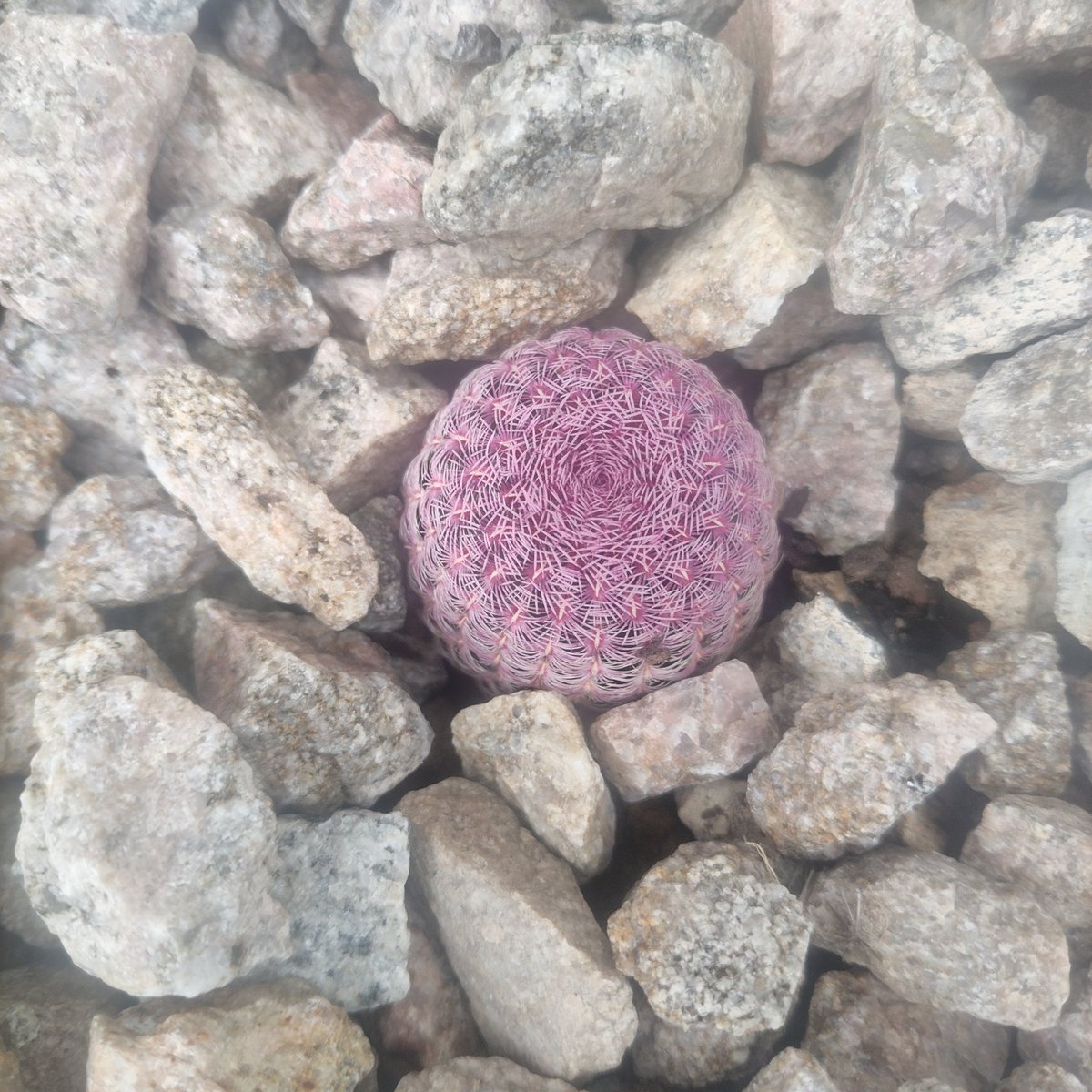 Purple brain coral surrounded by gray and white rocks on the ocean floor