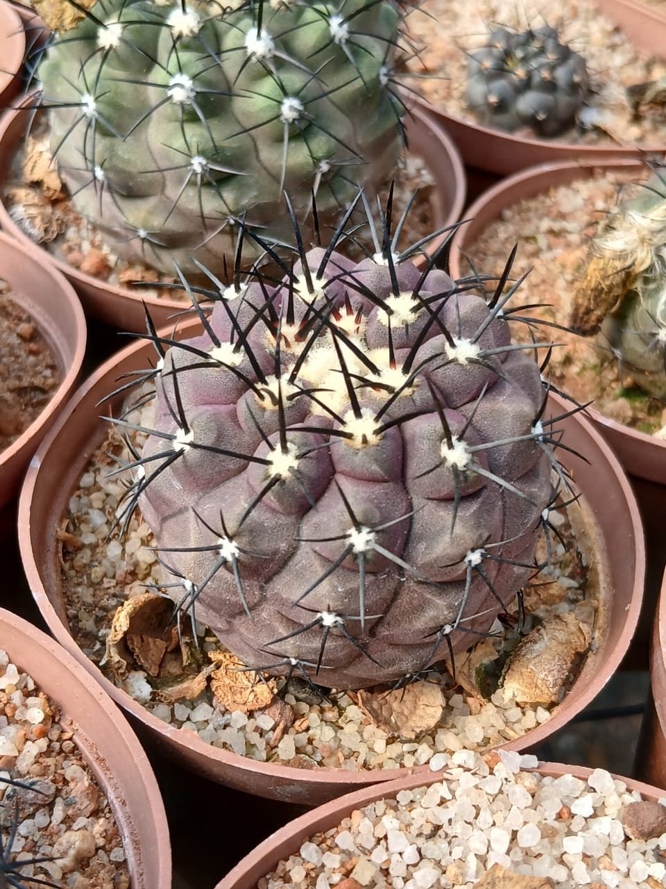 Purple cactus with white spines in terracotta pot with pebbles, surrounded by other potted succulents