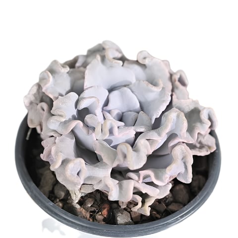 Potted succulent plant with pale lavender crinkled leaves in a dark gray ceramic pot filled with soil