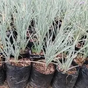 Young ornamental grass plants with white-striped foliage in black nursery pots filled with soil