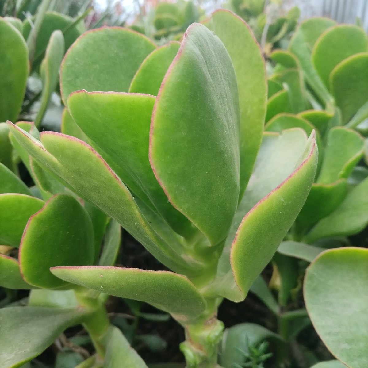 Close-up of jade plant with thick fleshy green leaves and reddish edges in sunlight