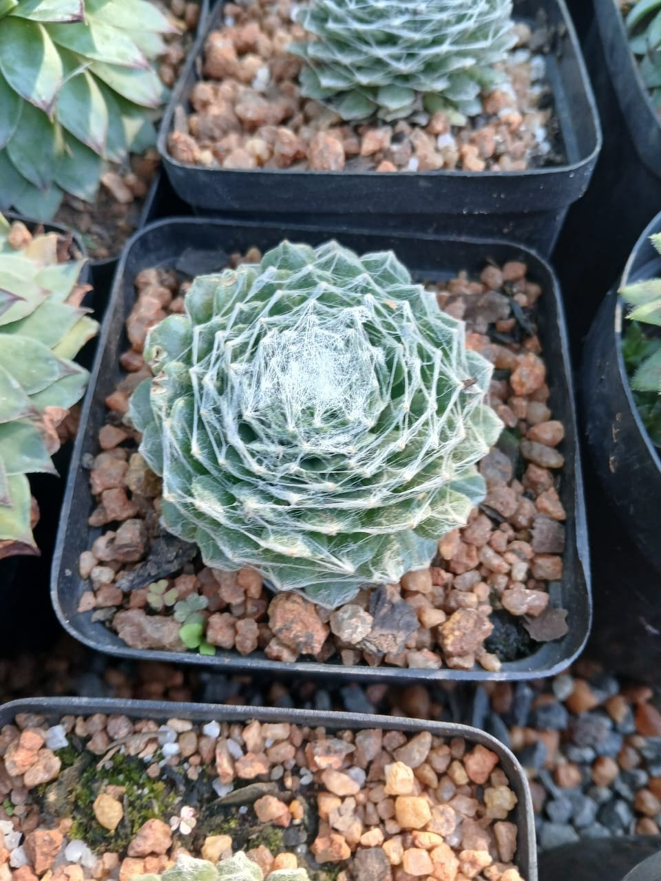 Succulent rosette plants in black nursery pots filled with terracotta-colored gravel soil