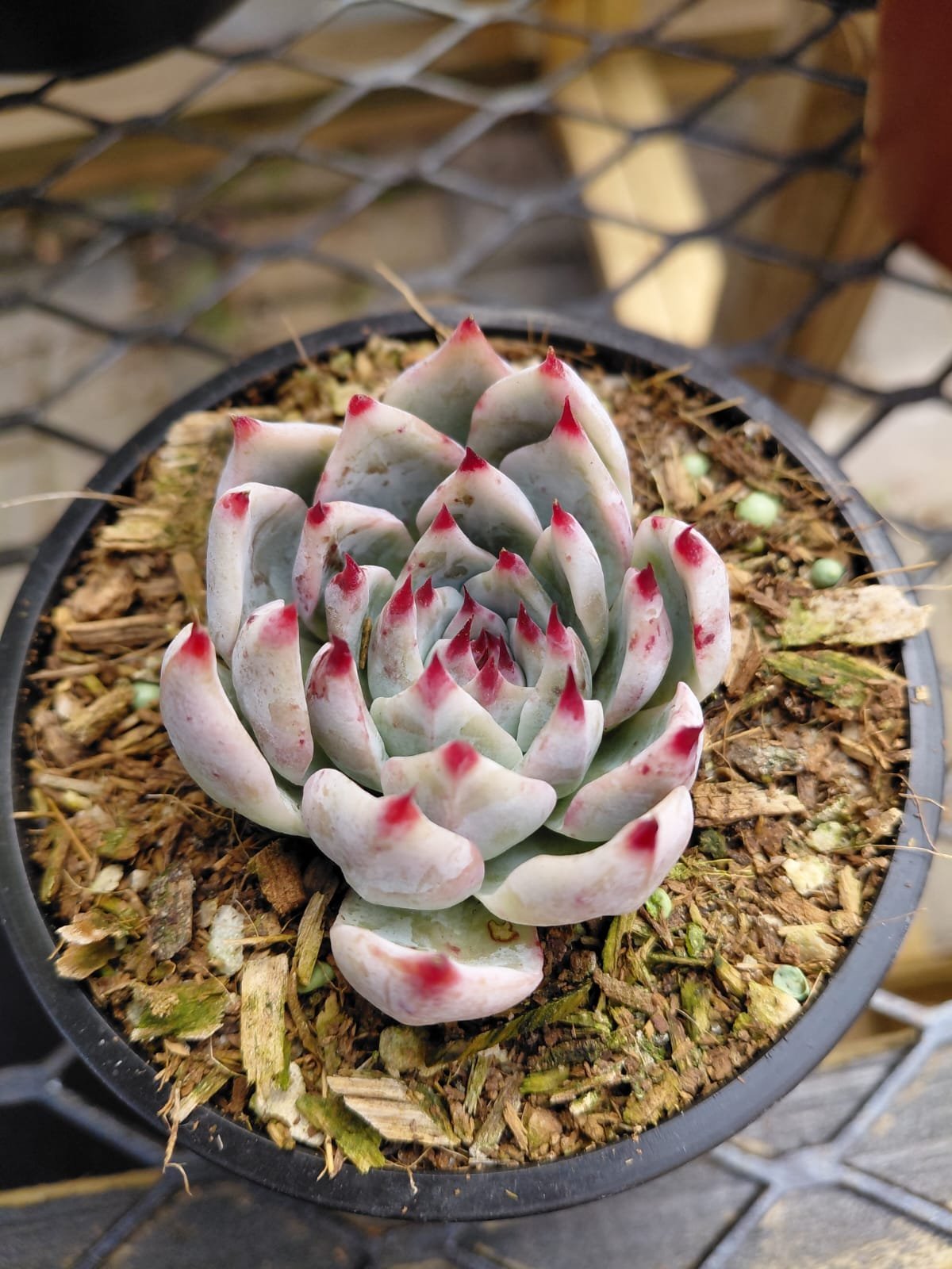 Potted succulent with pale pink and white rosette leaves tipped in magenta, displayed in a dark container with mulch on a patterned surface.