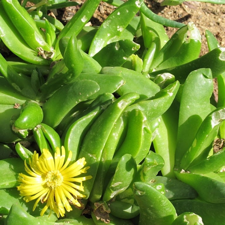 Close-up of bright green succulent plant with fleshy leaves and a single yellow flower blooming among the foliage