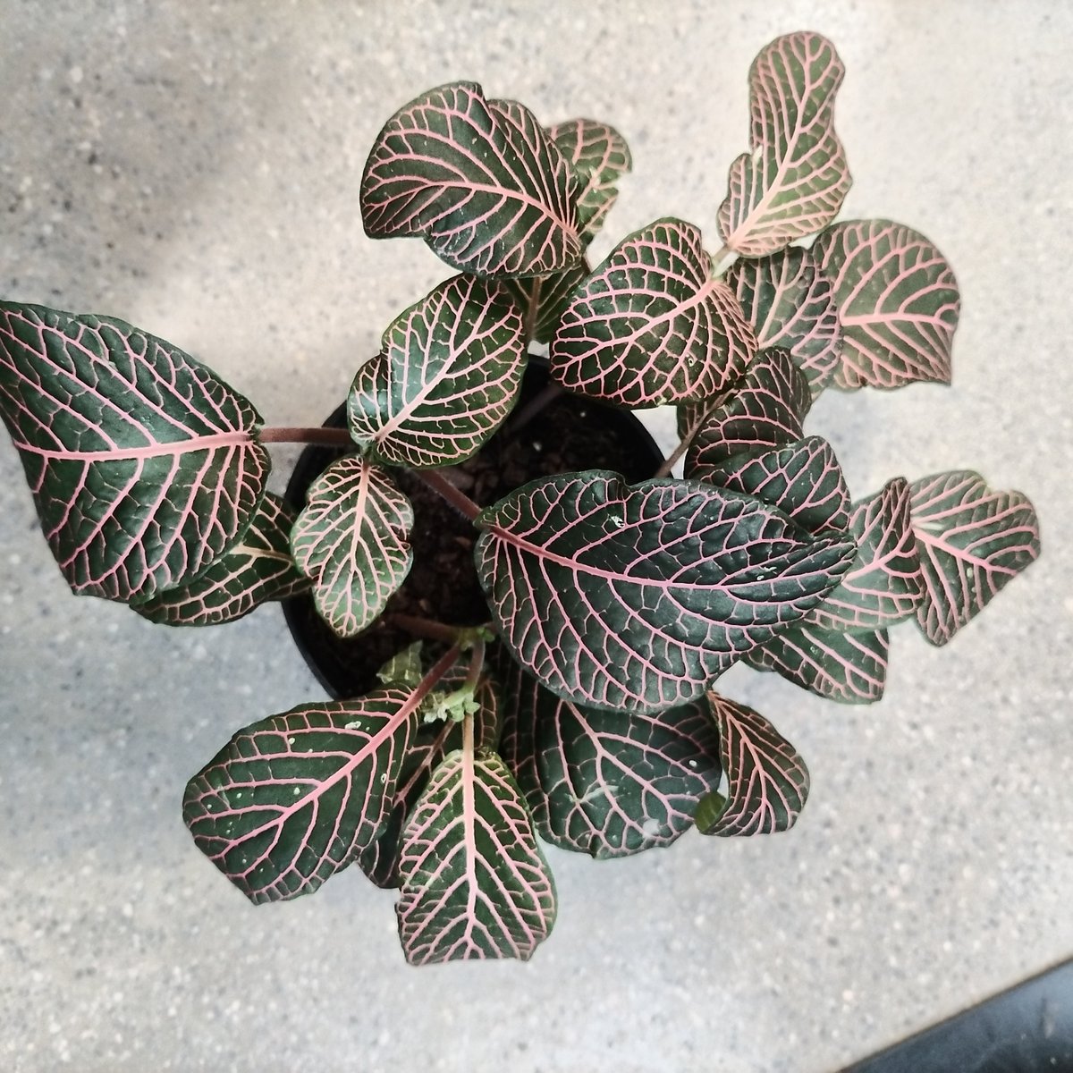 Overhead view of a potted plant with dark green leaves featuring intricate gold-outlined vein patterns