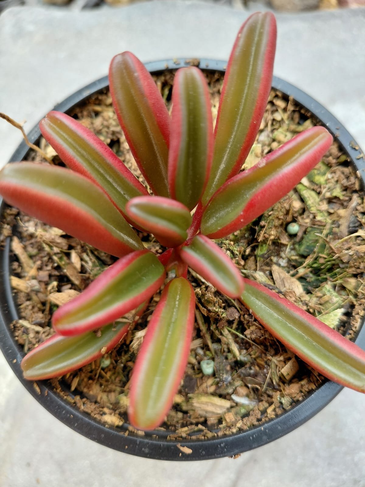 Succulent plant with pink and green striped leaves arranged in a rosette pattern in a black pot with soil