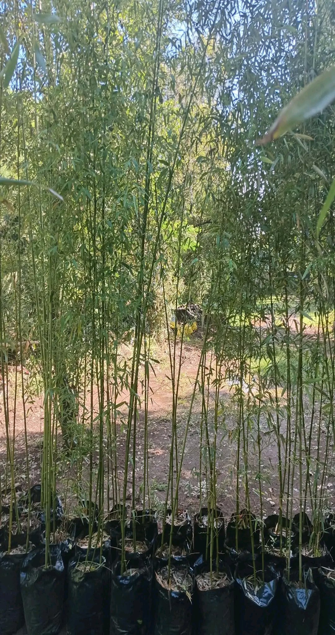 Bamboo