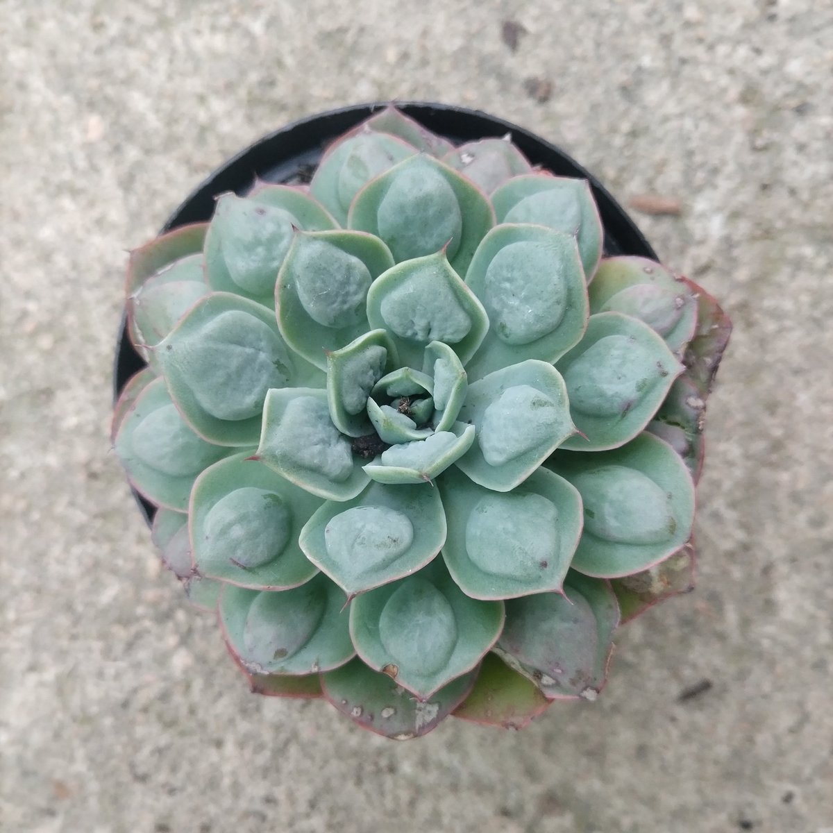 Top-down view of a pale green succulent plant in a dark pot on sandy ground