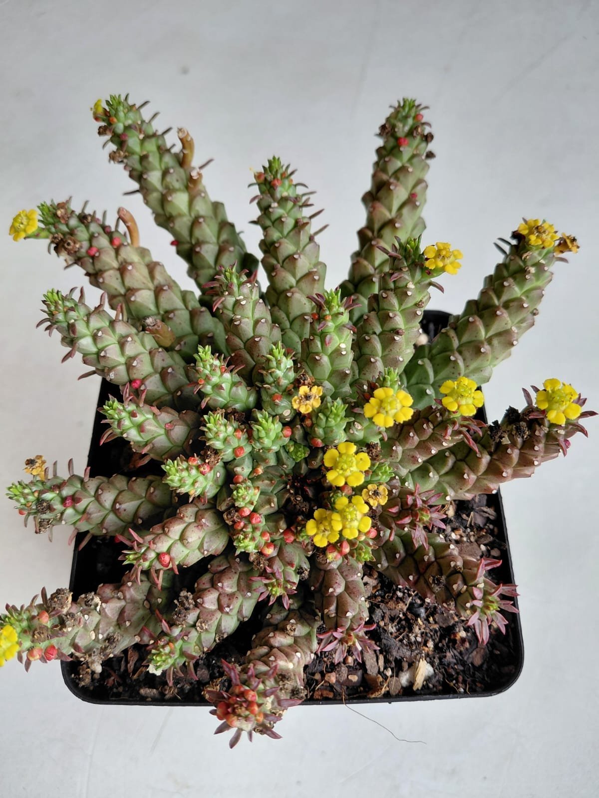 Top view of a potted flowering cactus plant with yellow blooms and green segmented stems in a black container
