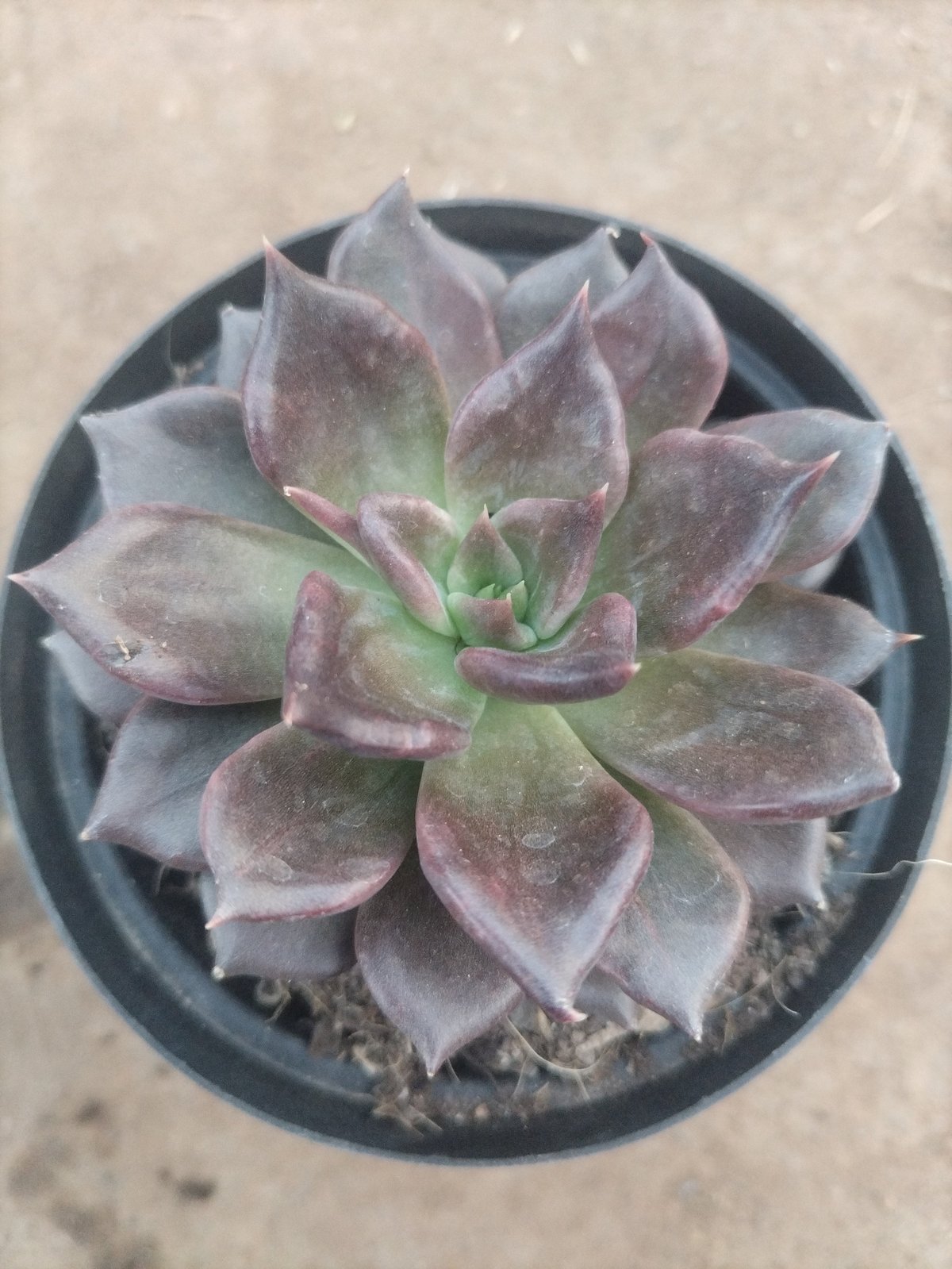 Overhead view of a purple-tinted succulent plant in a dark gray pot on a light concrete surface