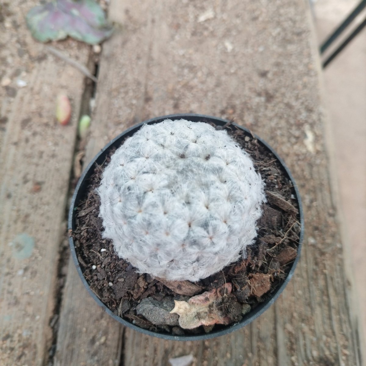 White fuzzy fungal growth in a dark circular container on a wooden surface