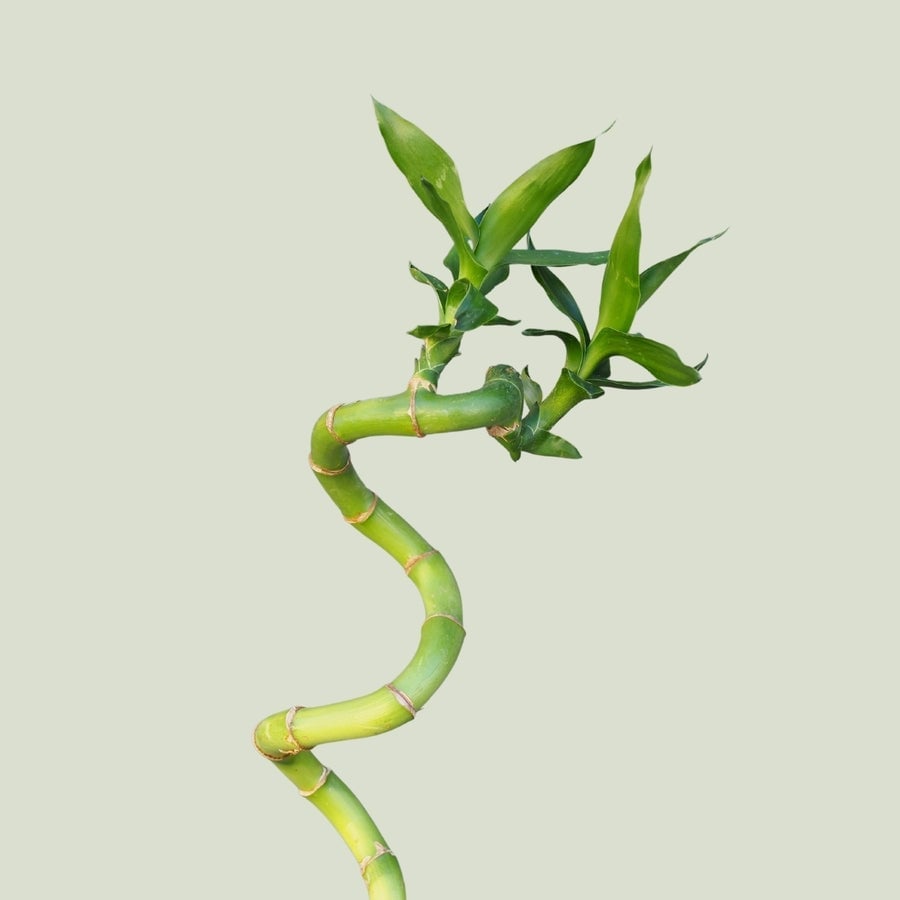 Twisted green bamboo stem with fresh green leaves against a pale beige background