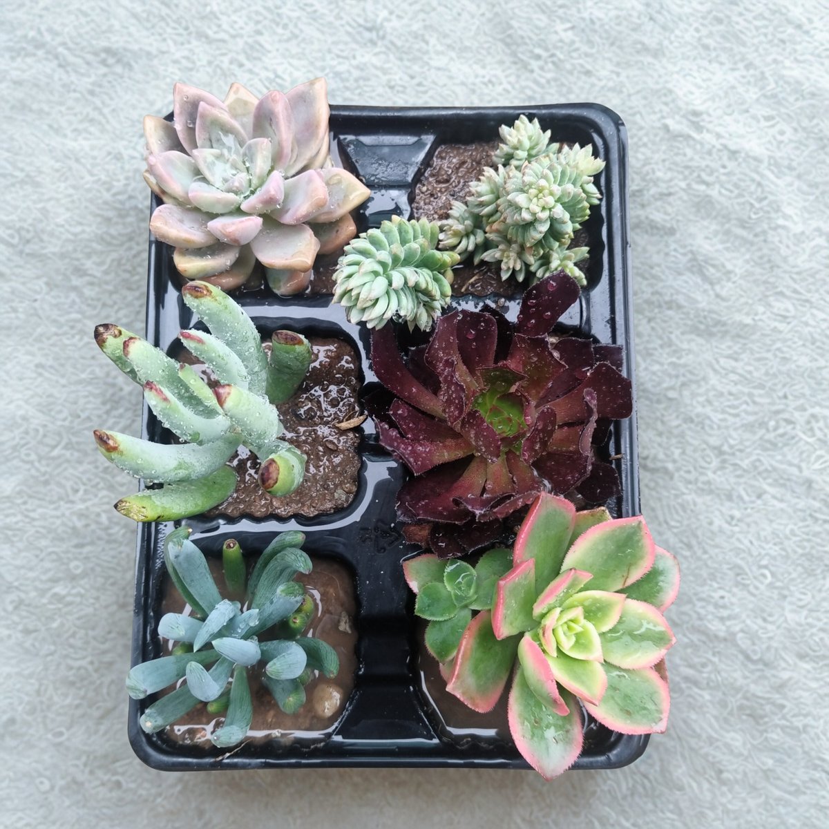 Six colorful succulent plants in a black plastic tray against a light concrete background