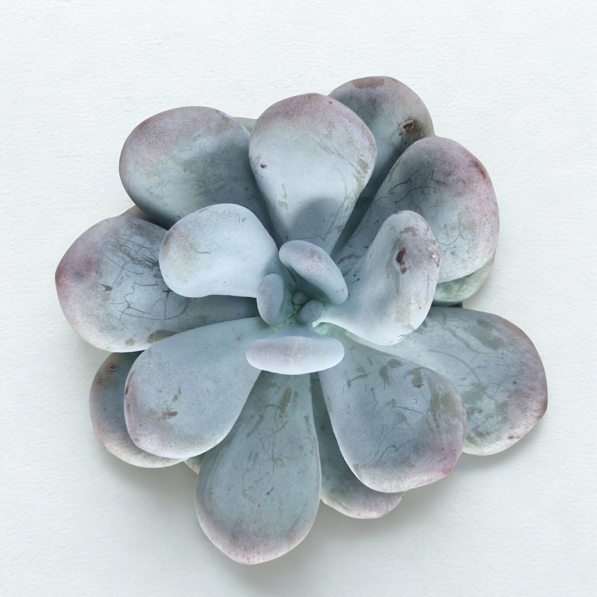 Overhead view of a pale blue-gray succulent plant with thick, rounded leaves dusted with purple tones against a white background
