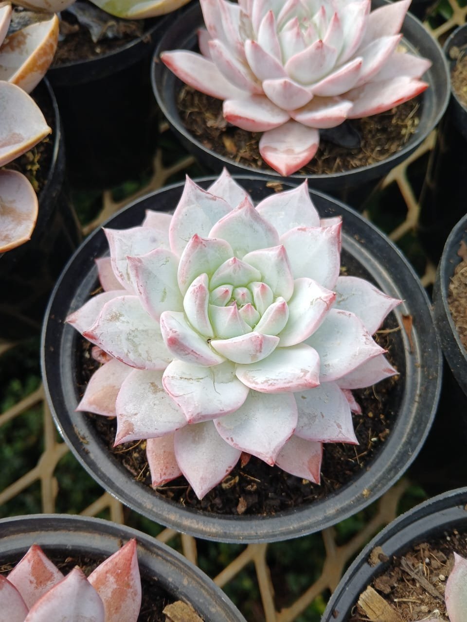 Pink and white succulent plants in gray pots arranged on sandy soil in a nursery or garden display