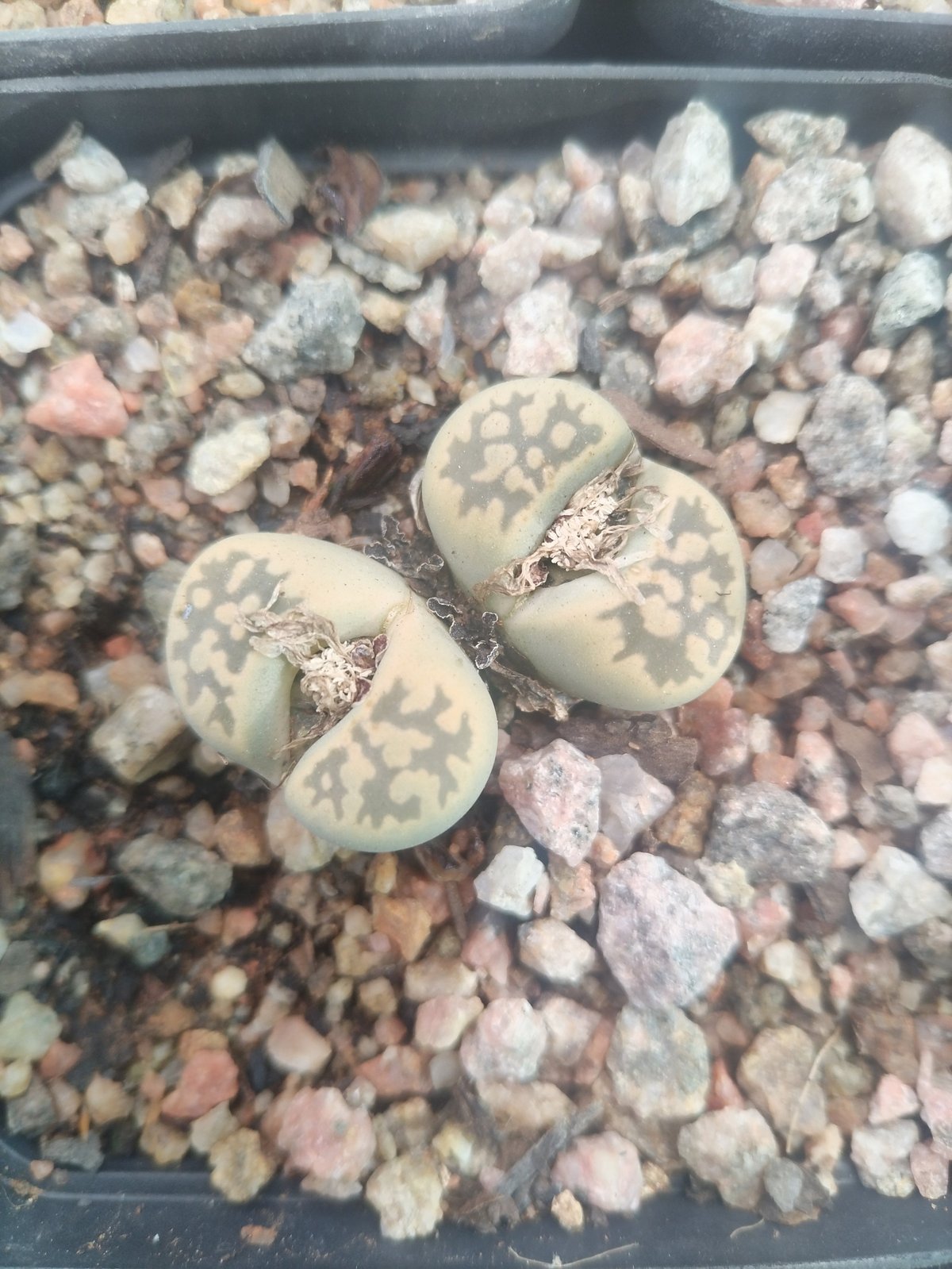 Two lithops succulent plants with patterned pale green and brown surfaces growing in rocky soil in a black container