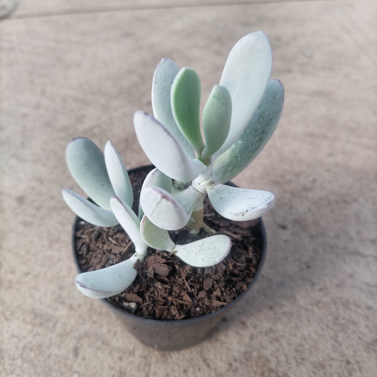 Small potted succulent plant with pale green and white fleshy leaves in a dark container on gray background