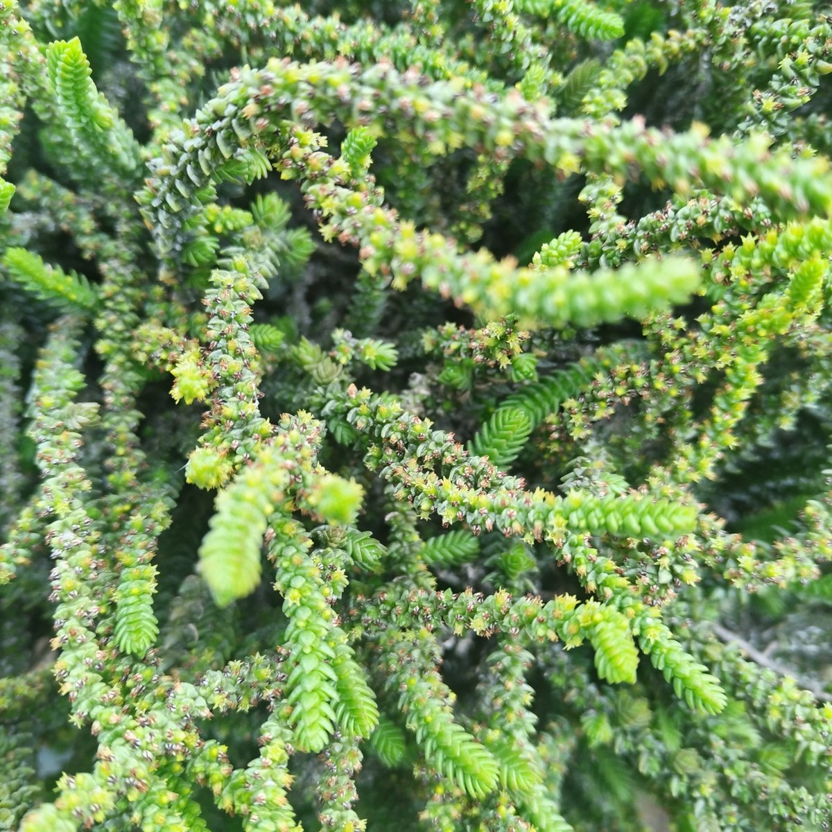 Close-up overhead view of feathery green fern fronds with delicate, finely-divided leaflets