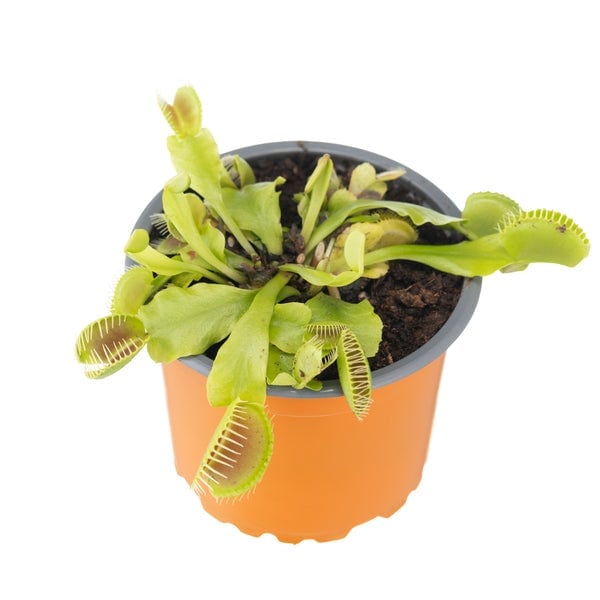 Potted Venus flytrap plant with green leaves and red-tipped traps in orange pot against white background