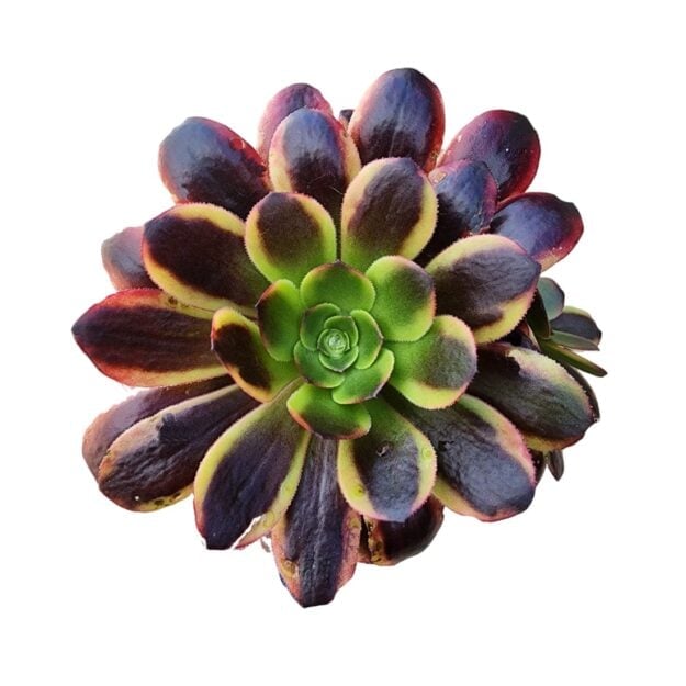 Colorful succulent plant with purple, blue, and yellow leaves arranged in a rosette pattern around a bright green center, viewed from above on white background.