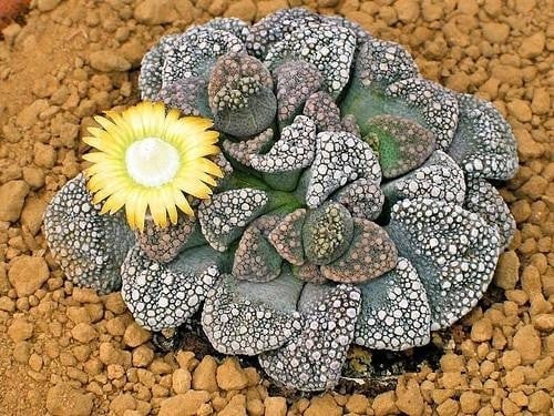 Blooming cactus with yellow flower on sandy desert soil, viewed from above