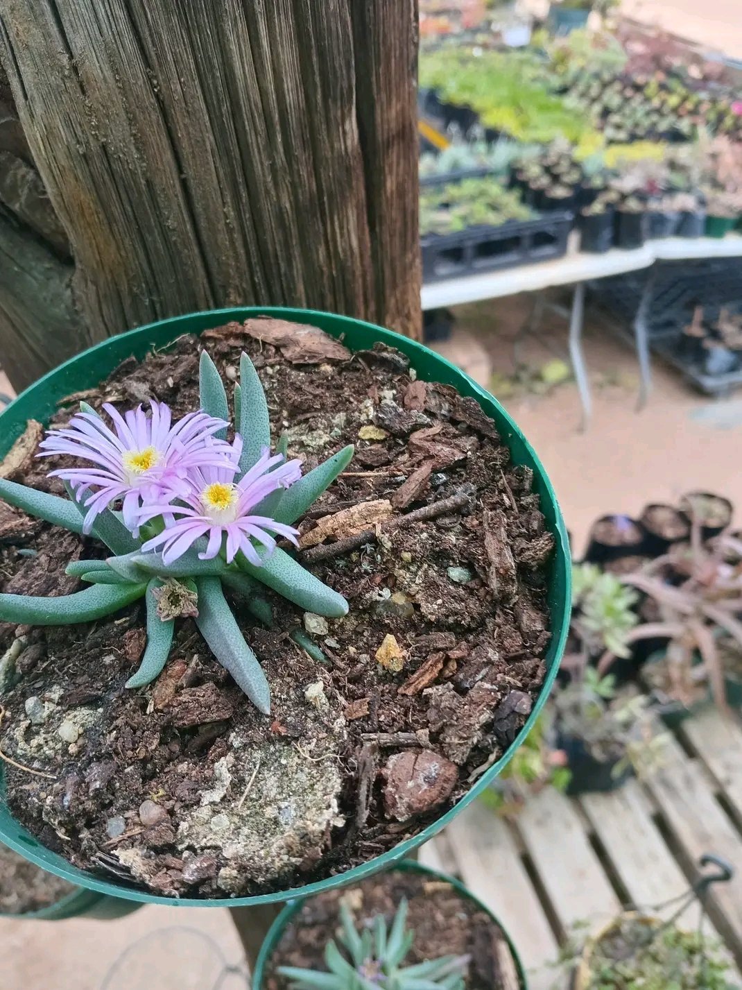 Small succulent plant with purple daisy-like flowers blooming in a green pot, held in foreground with blurred garden and potted plants in background