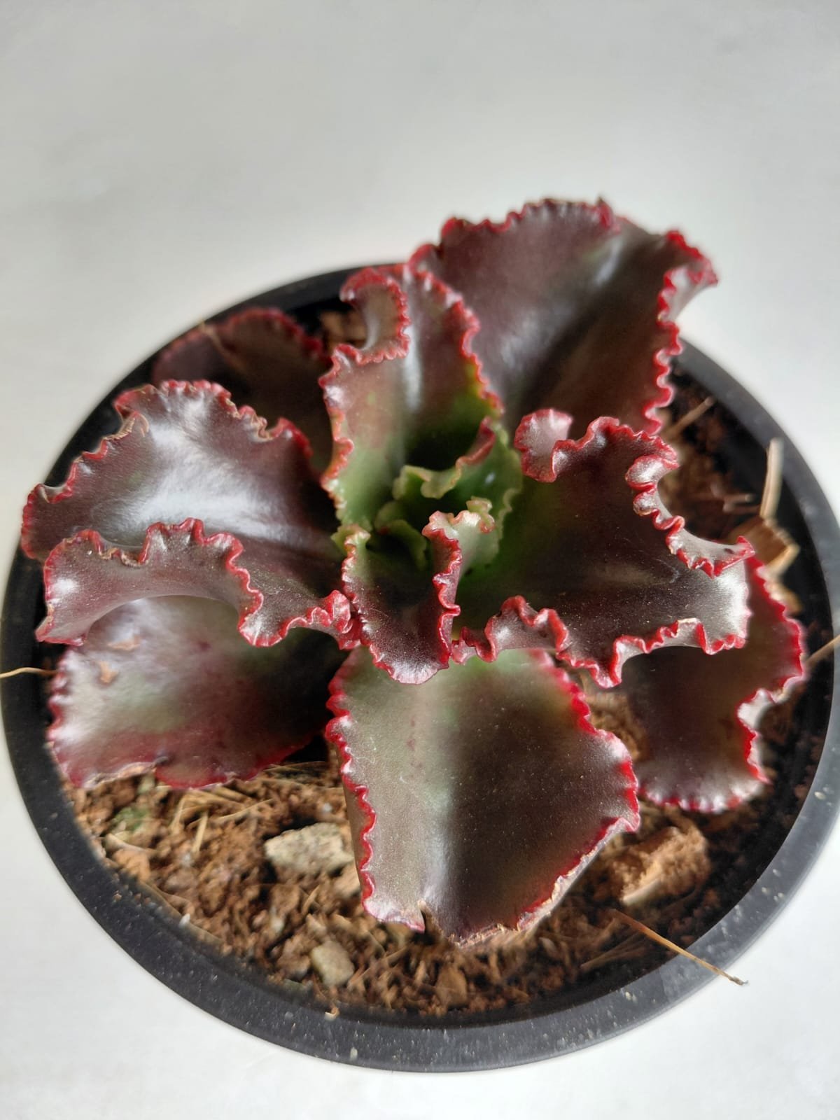Potted succulent plant with deep burgundy leaves featuring bright red rippled edges in a dark ceramic pot